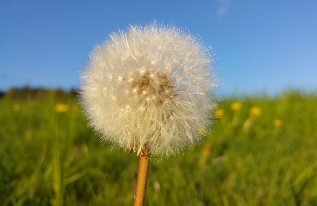 Foto: Martin Zehrer - Eine Pusteblume - Gesehen zwischen Lenau und Babilon auf einer Wiese. Letztendlich ist die Pusteblume nichts anderes als ein reifer Löwenzahn. 