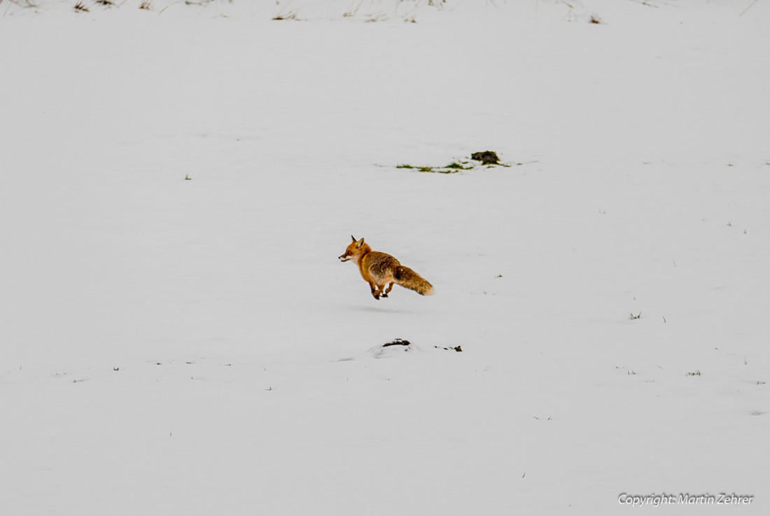Foto: Martin Zehrer - Yeeaaahhhh... Ich fliege ;-)<br />
<br />
Fuchs jagt bei Waldershof übern Schnee... 