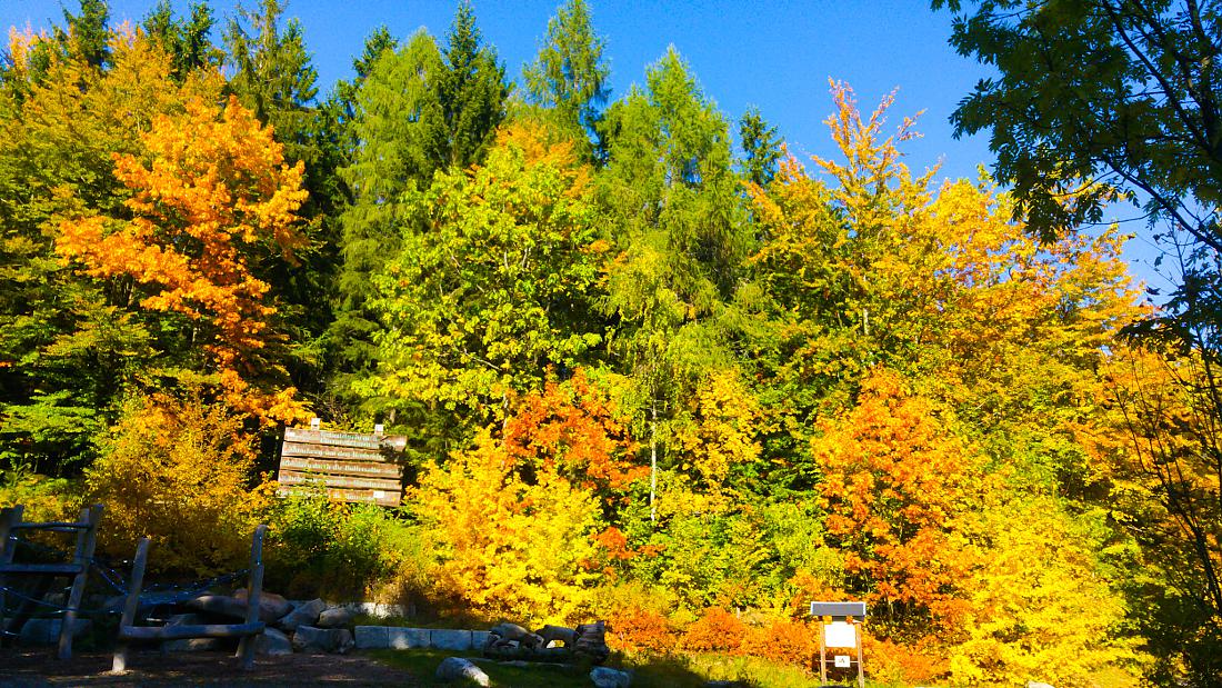 Foto: Martin Zehrer - Vormittags-Wanderung in den Steinwald. Der goldene Herbst ist mit ca. 22 Grad Temperatur, blauem Himmel und kräftigen Sonnenschein zurück...<br />
<br />
13.10.2019 