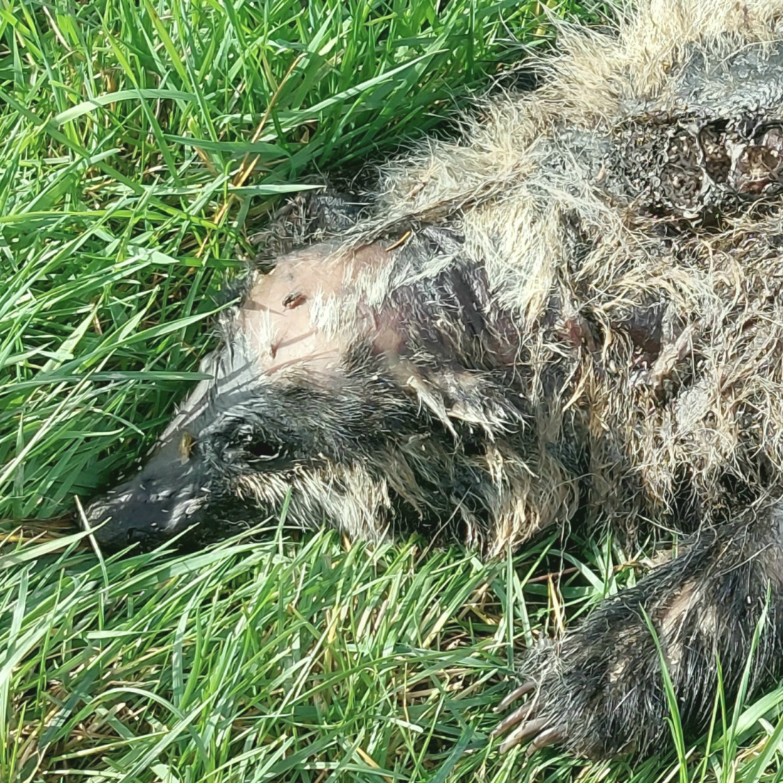 Foto: Martin Zehrer - Dürfte eindeutig ein Dachs sein?!  