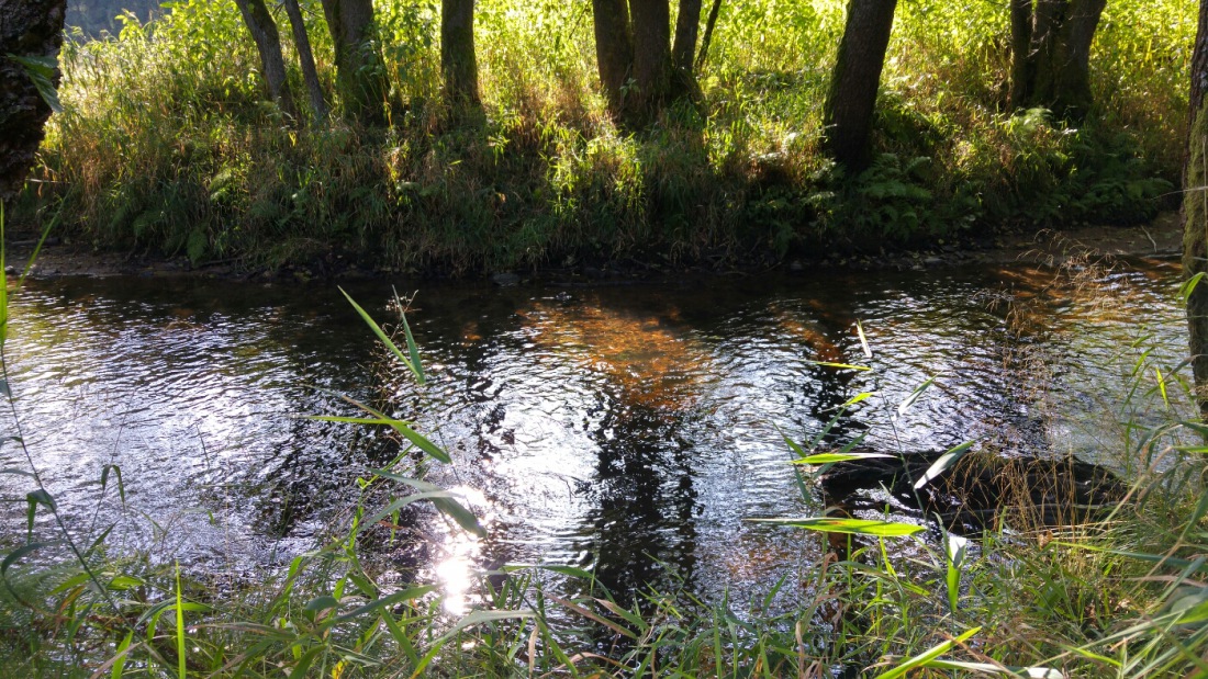 Foto: Martin Zehrer - Fichtelnaab: Bach in der Herbst-Sonne 