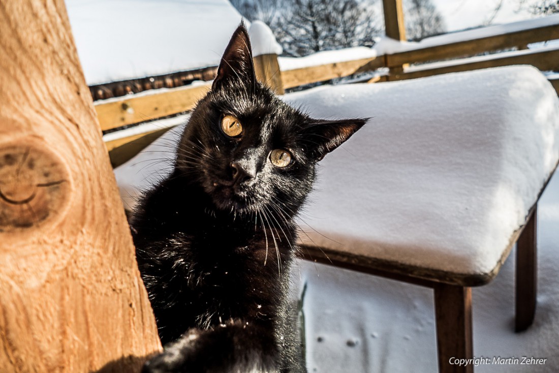 Foto: Martin Zehrer - Winterkatze Paul schaut ums Eck :-D 