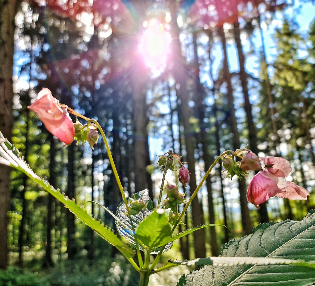 Foto: Jennifer Müller - In der Kindheit gaben wir dieser Blume den Namen "Mist-Rose", da sie auch auf Misthaufen zu finden war...<br />
Heut wächst sie auch am Wegesrand von Neusteinreuth nach Godas  