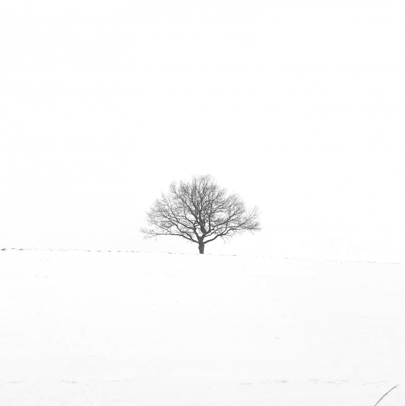 Foto: Martin Zehrer - Baum im Schneemeer - zwischen Bingarten und Tiefenbach 