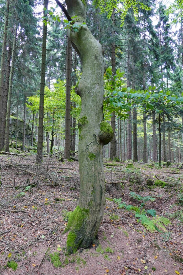 Foto: Martin Zehrer - Wandern im Steinwald<br />
<br />
Dieser Baum hat lauter Warzen am Stamm ;-) 