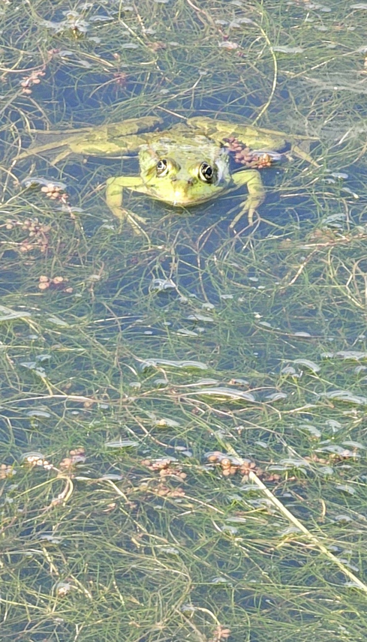 Ein Frosch, unerschrocken und riesig...