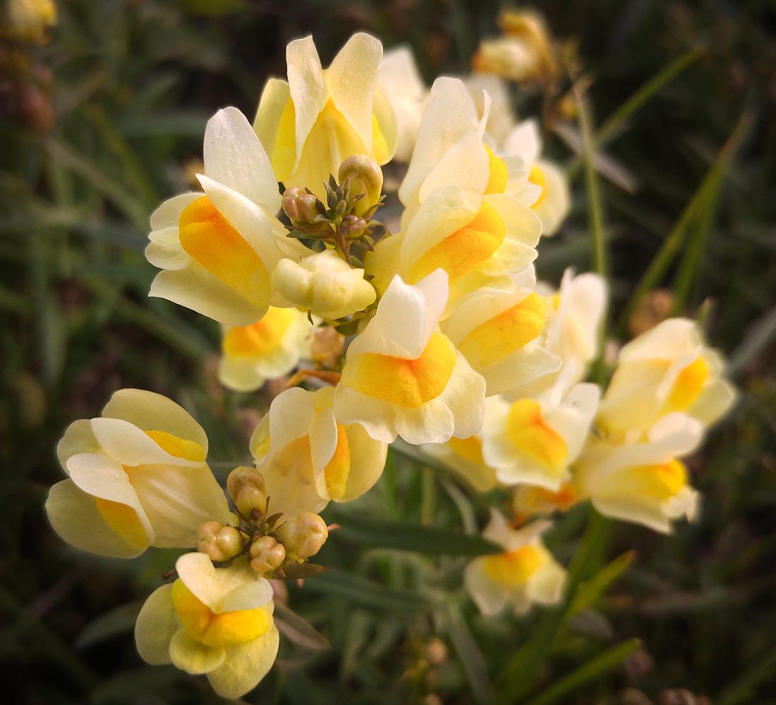 Foto: Martin Zehrer - Herrliche Blümchen in Godas 