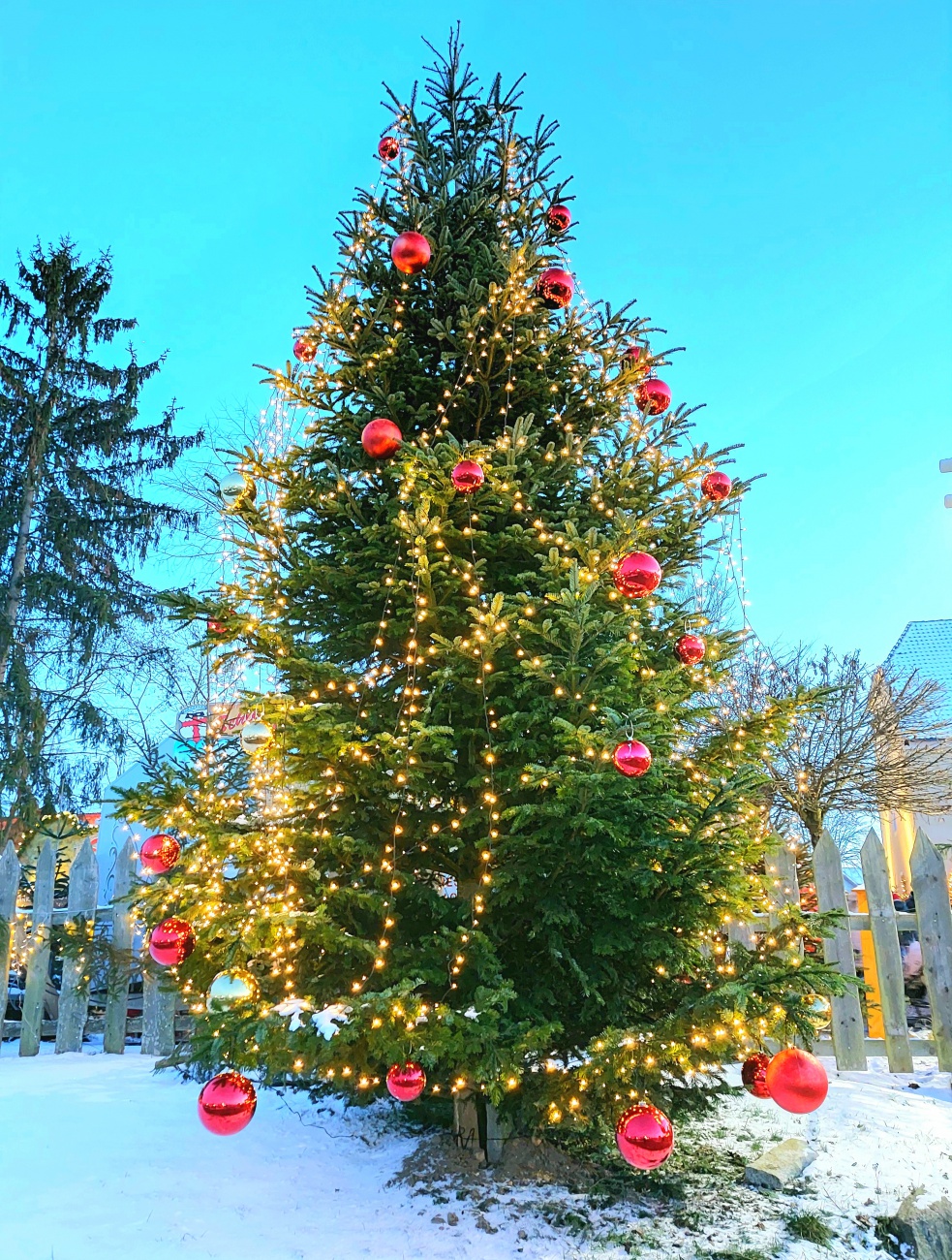 Foto: Martin Zehrer - Dieser wunderschöne Christbaum steht am Eingang zum Weihnachtsmarkt auf dem Schlossgut Guteneck. 