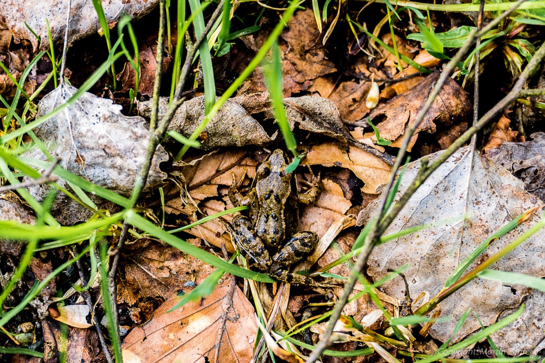 Foto: Martin Zehrer - Perfekte Tarnung - Angepasst an die Umgebung ist dieser Frosch fast nicht zu erkennen. 