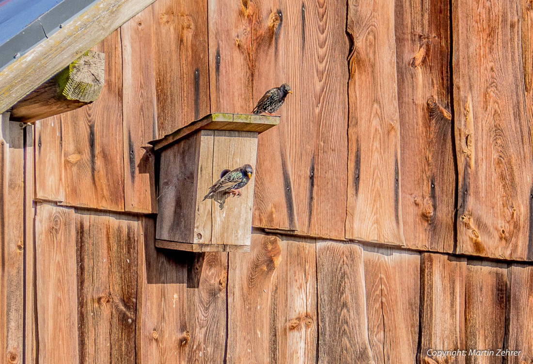 Foto: Martin Zehrer - Es ist Frühling und wir suchen nach einer Wohnung ;-) 