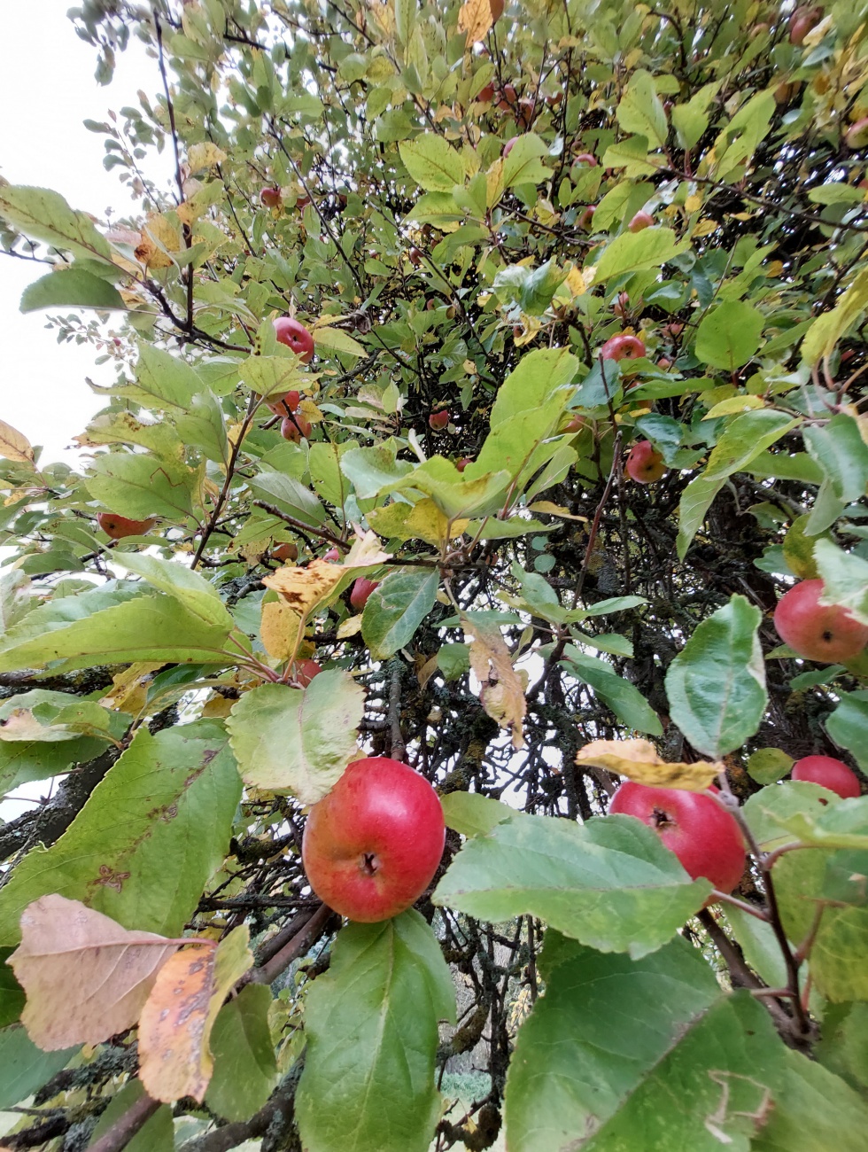 Foto: Martin Zehrer - Herbst-Äpfel in Albenreuth 