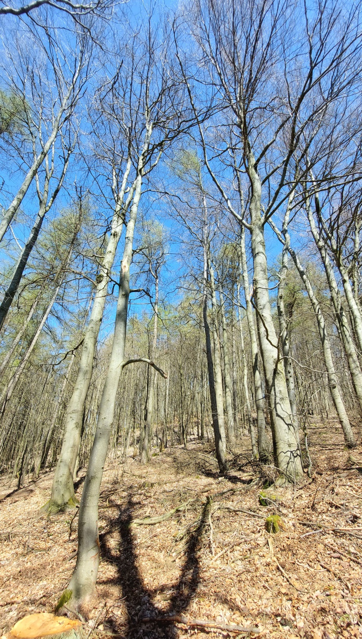 Foto: Martin Zehrer - Der Wald um den Armesberg im Frühling 