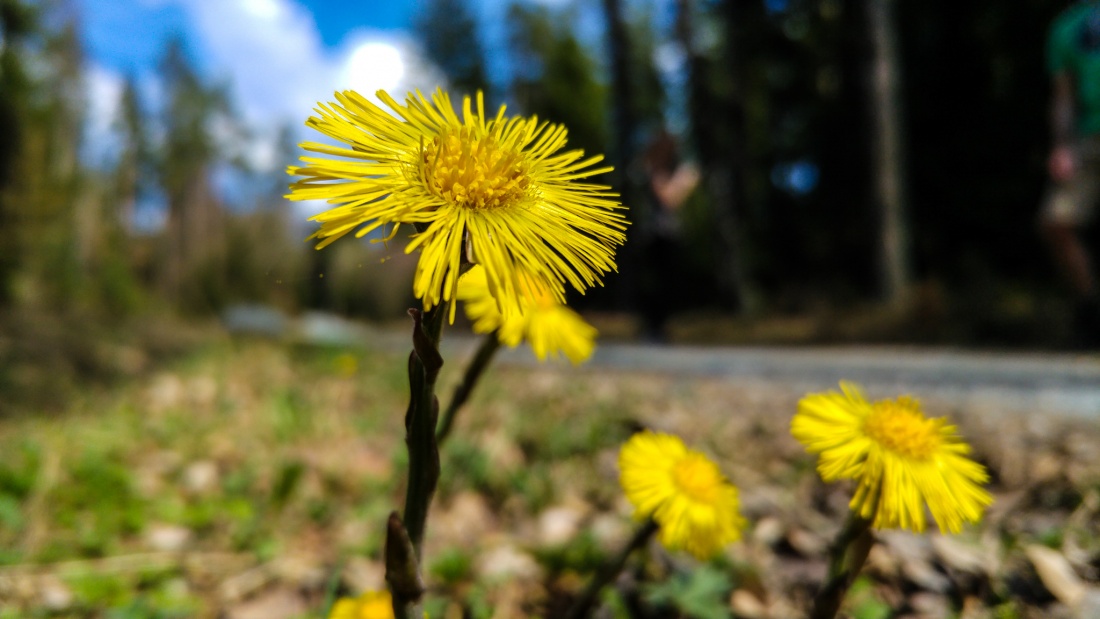 Foto: Martin Zehrer - Blume am Wegesrand zwischen Godas und Neusteinreuth 