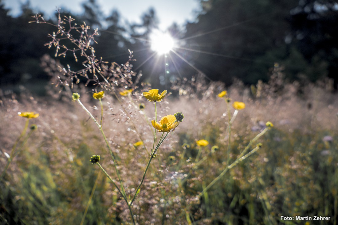 Foto: Martin Zehrer - Was für eine Blumenwiese und was für eine Stimmung... 