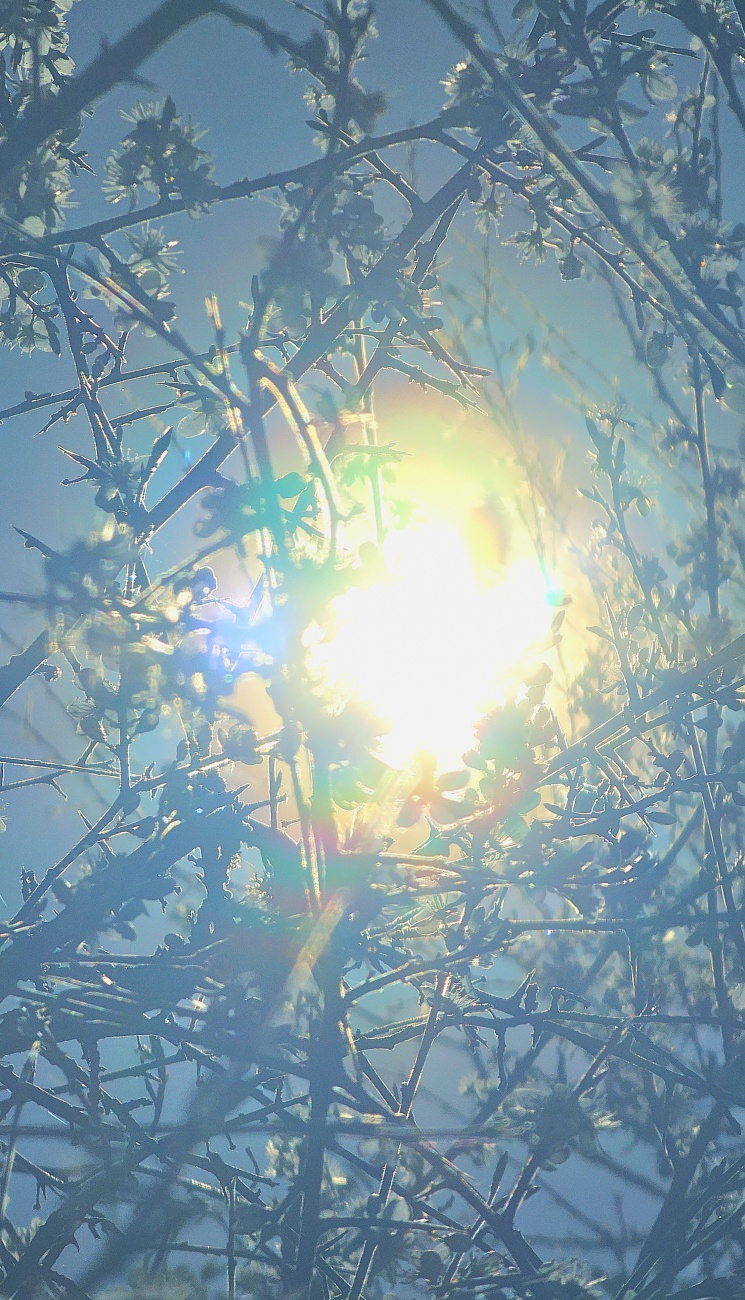 Blüten-Lichter-Meer