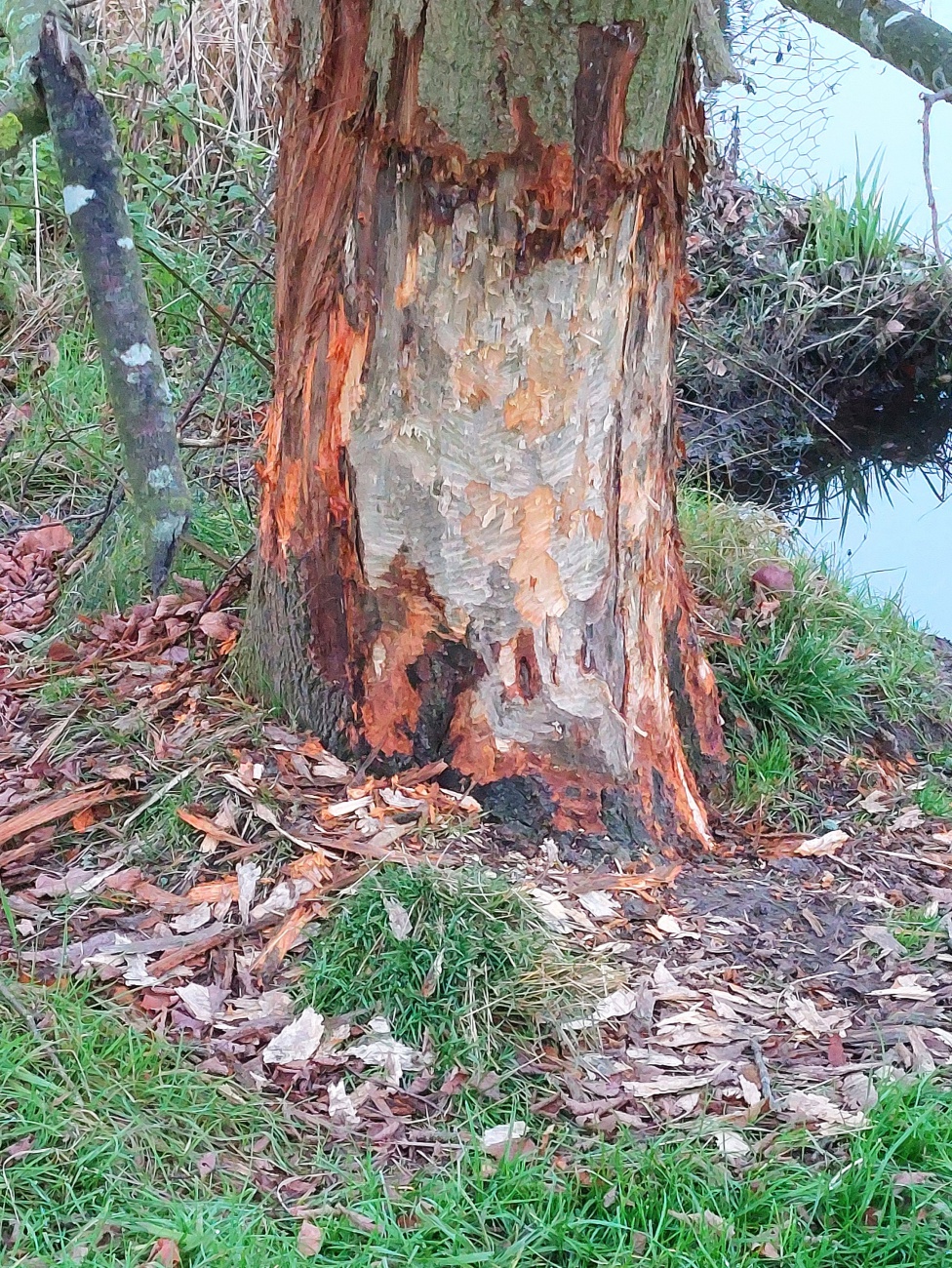 Foto: Martin Zehrer - Bibers Nachtisch-Baum... 