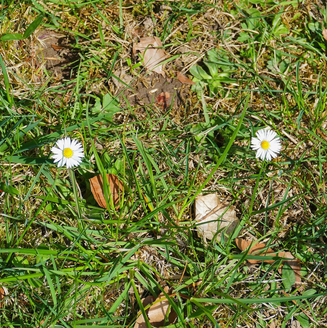 Foto: Martin Zehrer - Zwei Gänseblümchen-Geschwister... ;-) 