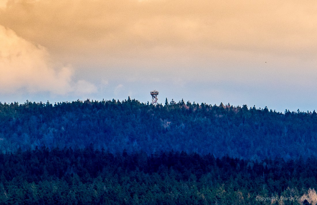 Foto: Martin Zehrer - Frühling auf dem Armesberg. Erste Hummeln fliegen durch die Gegend. Schmetterlinge lassen sich entdecken. Grüne kleine Pflanzen drücken mit aller Kraft durch das Herbstla 