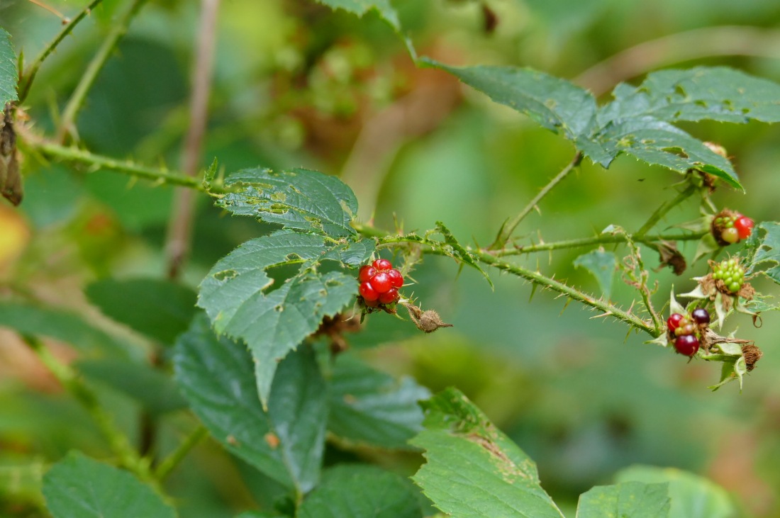 Foto: Martin Zehrer - Wandern im Steinwald<br />
<br />
Noch gibt es Beeren 