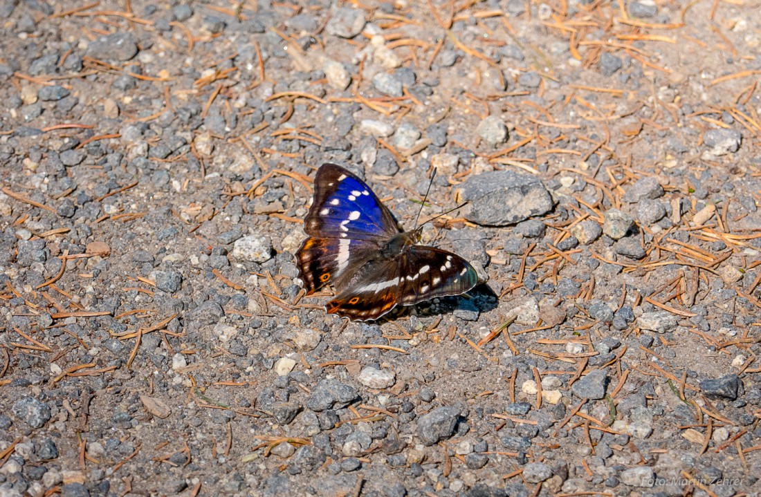 Foto: Martin Zehrer - Ein wunderschöner Schmetterling auf dem Weg. Mal schimmerten seine Flügel blau, mal in anderen Farben. Scheinbar sammeln die Schmetterlinge auf dem Weg Mineralien auf... 