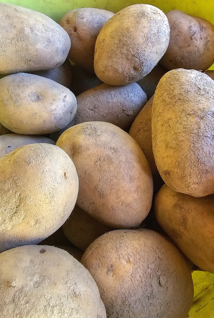 Beste Bio-Kartoffeln von Köstlers Bauernhof in Hermannsreuth.