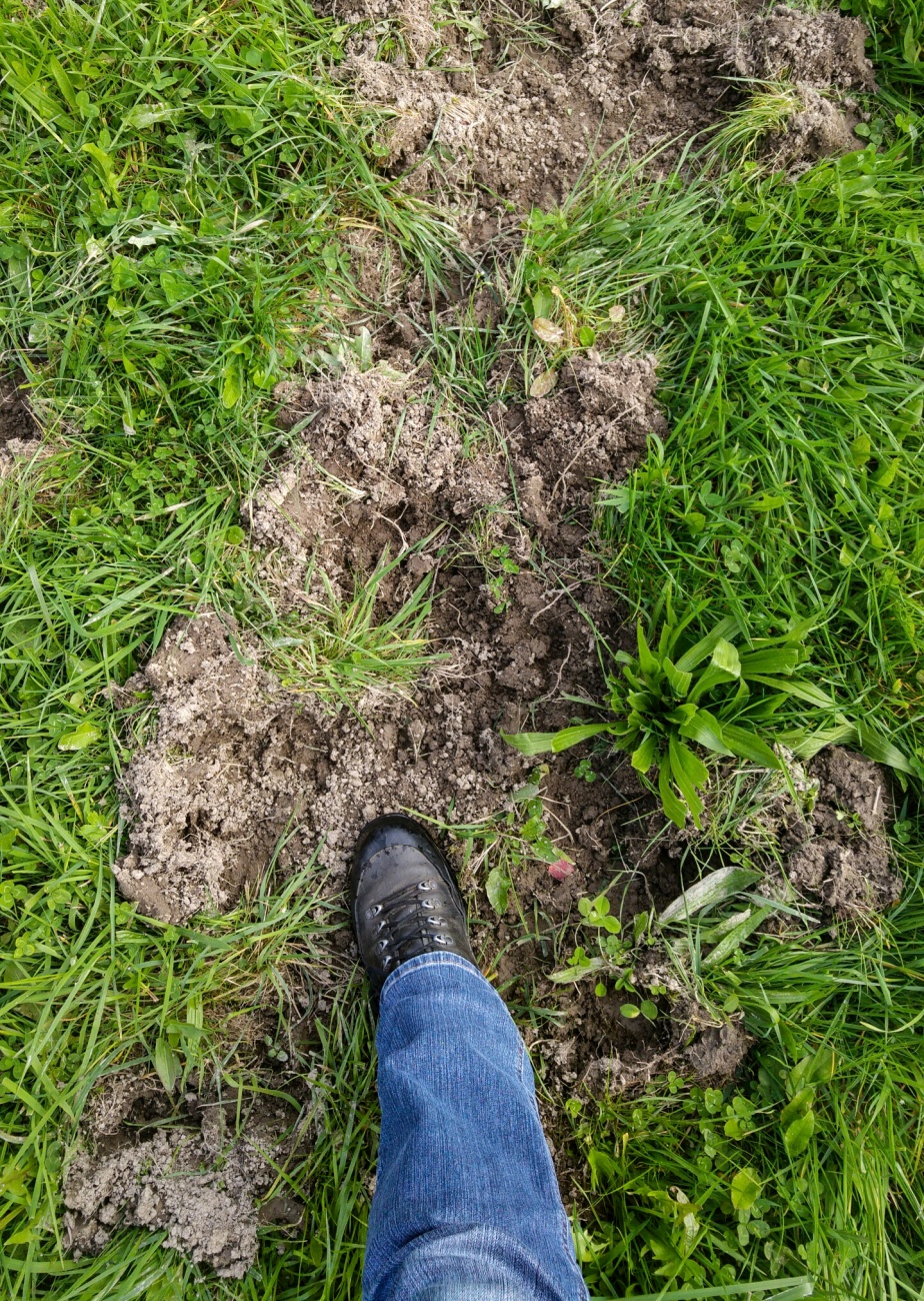 Foto: Martin Zehrer - Hier waren die Wildschweine unterwegs. Die umgewühlten Stellen in der Wiese haben Tiefen von mehreren Zentimetern. 