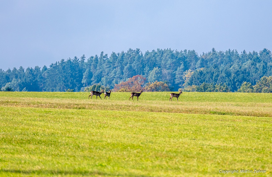 Foto: Martin Zehrer - Herbst-Zeit: Rehe auf der Wiese Mitten am Tag... 