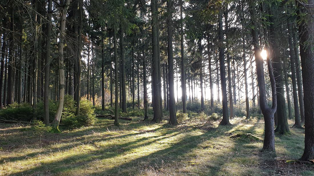 Foto: Martin Zehrer - Hammer-Wetter am 7. November 2020<br />
<br />
Die Wanderung ging von Godas nach Waldeck, von dort quer durch den Wald hinauf zum Zisslar-Hut bei Zwergau und dann wieder nach Godas 