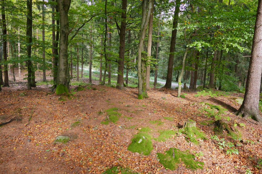 Foto: Martin Zehrer - Wandern im Steinwald<br />
<br />
Der Blick durch den Wald... Im Hintergrund kann man einen Forstweg erkennen... 