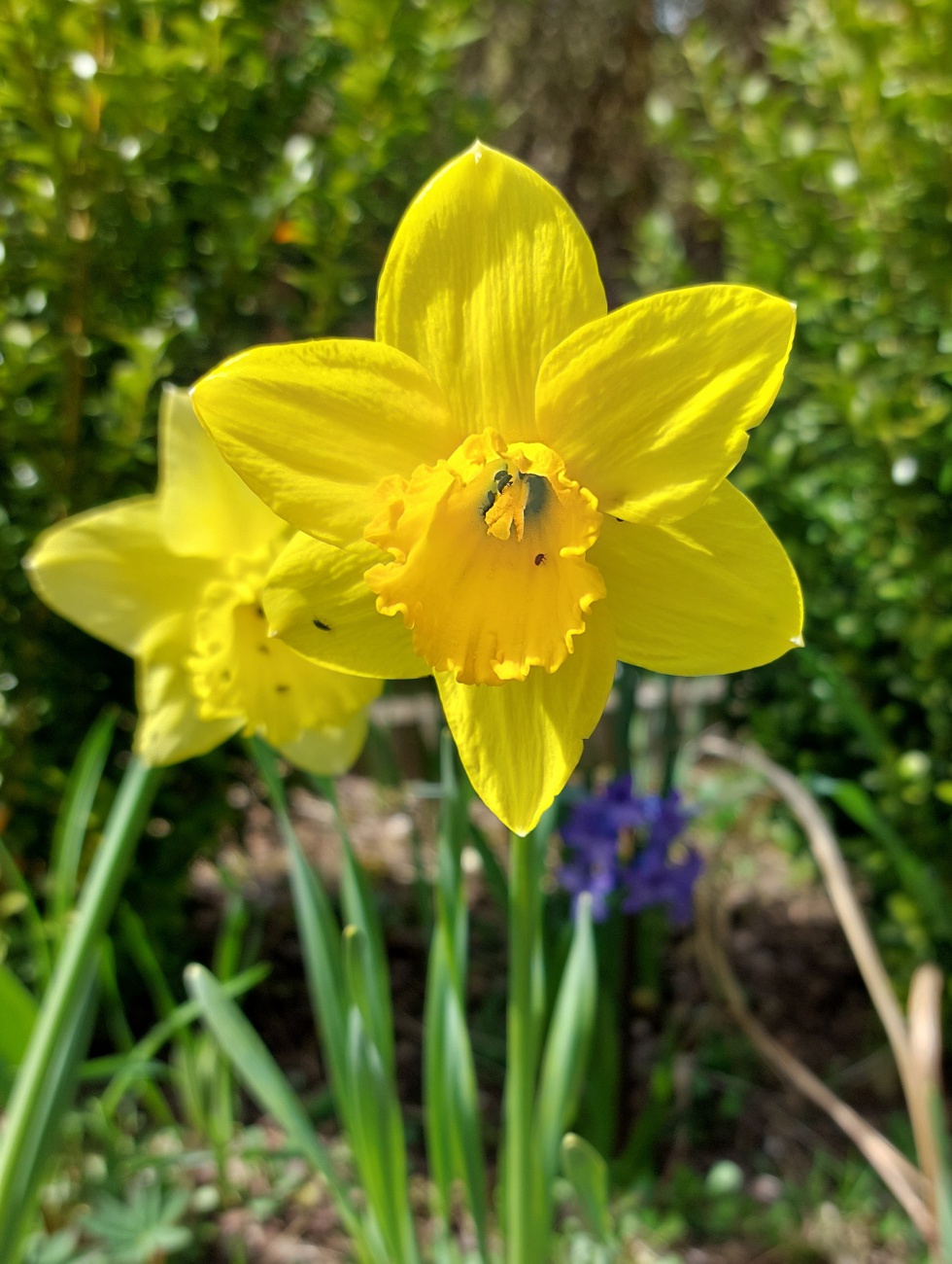 Foto: Martin Zehrer - Wunderschöne Osterglocken!<br />
<br />
Wetter heute:<br />
<br />
- ca. +22 Grad<br />
- Viel Sonne<br />
- etwas windig<br />
<br />
22. April 2023 