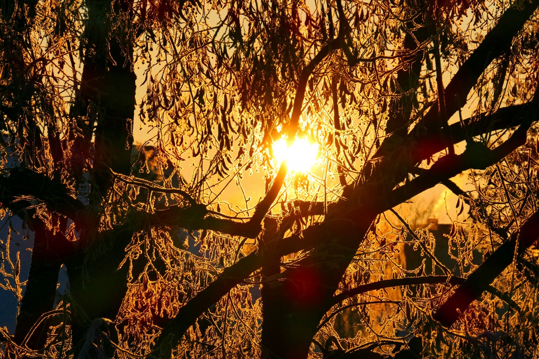 Foto: Martin Zehrer - Sonnenaufgang in Kemnath... um 9:06Uhr strahlte der  Planet mit voller Leidenschaft durchs Geäst.<br />
<br />
Temperatur ca. -12 Grad 