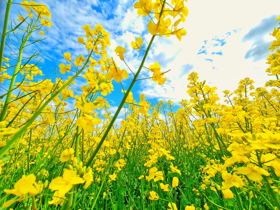 Foto: Jennifer Müller - Frühling... 