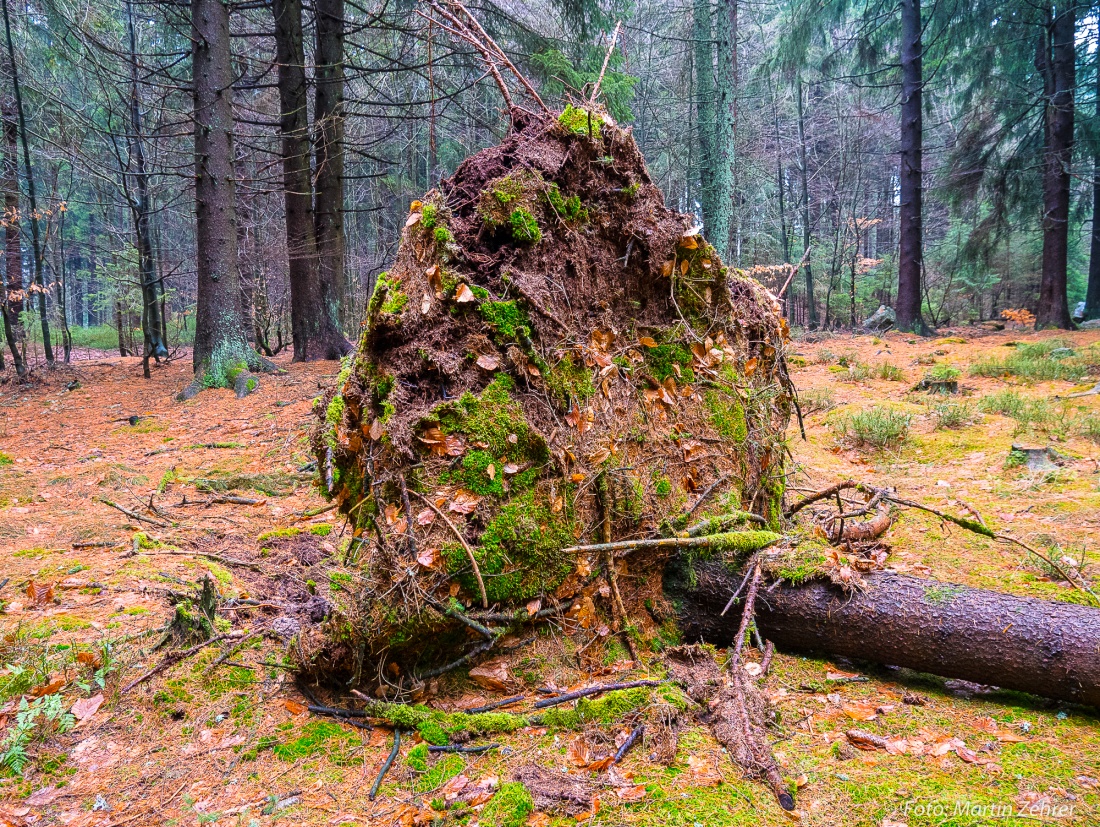 Foto: Martin Zehrer - Umgefallener Baum im Wald am Fichtelsee. Scheinbar hat der starke Wind der letzten Tage hier zuviel geblasen.<br />
Gut zu erkennen ist aber, wie hier das Wurzelwerk im Boden  