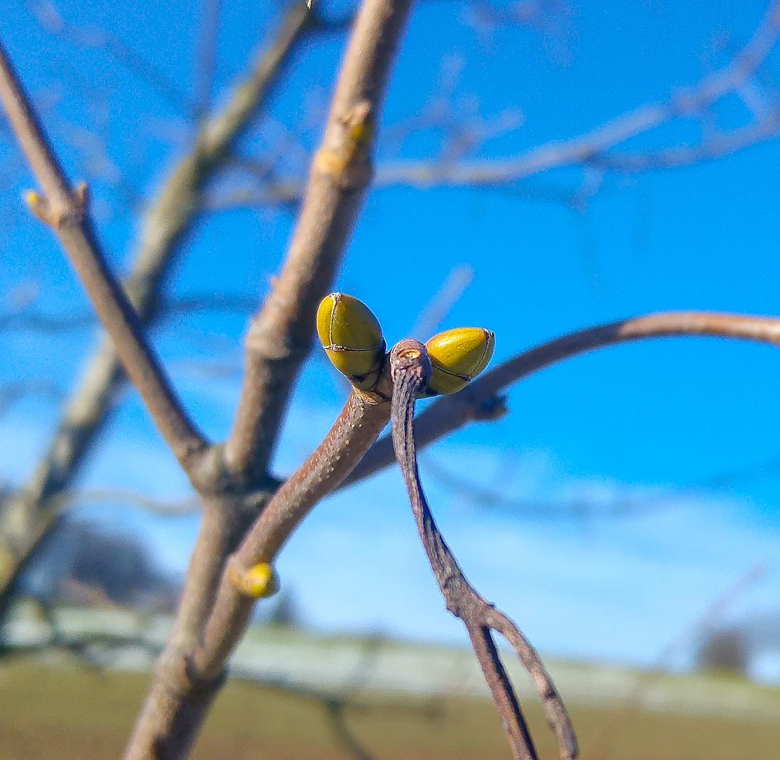 Foto: Martin Zehrer - 8. Februar 2020 - Es tut sich was in der Natur am Armesberg. Sollten das schon erste Frühlingsboten sein? 