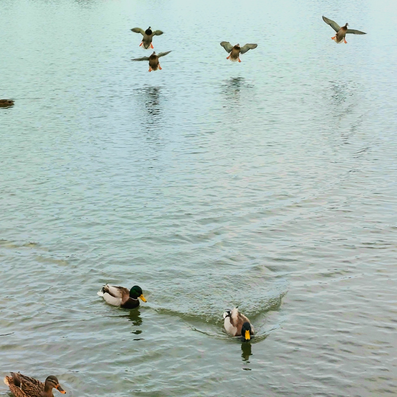 Foto: Martin Zehrer - Enten im Anflug... das Brot lockt an diesem kalten Tag... 