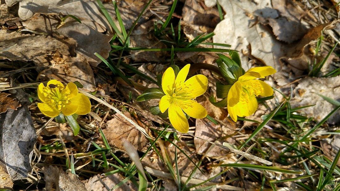 Foto: Martin Zehrer - Endlich Frühling - gesehen bei Eisersdorf ;-) 