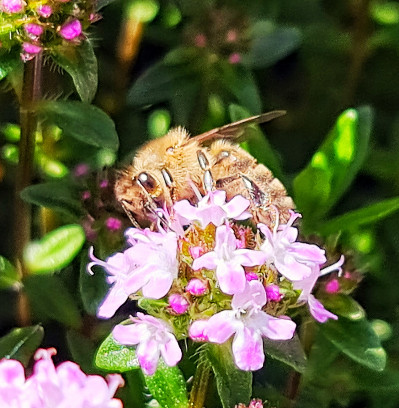 Foto: Jennifer Müller - Fleißige Biene auf Bohnenkraut 