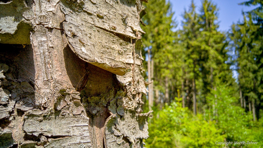 Foto: Martin Zehrer - Schuppen an einer Fichte??? Wie gibts denn so etwas...<br />
<br />
Abkürzung: Ein Feldweg kurz vor Hermannsreuth...<br />
<br />
Gigantische Radtour an einem gigantischen Sonntag... über Be 