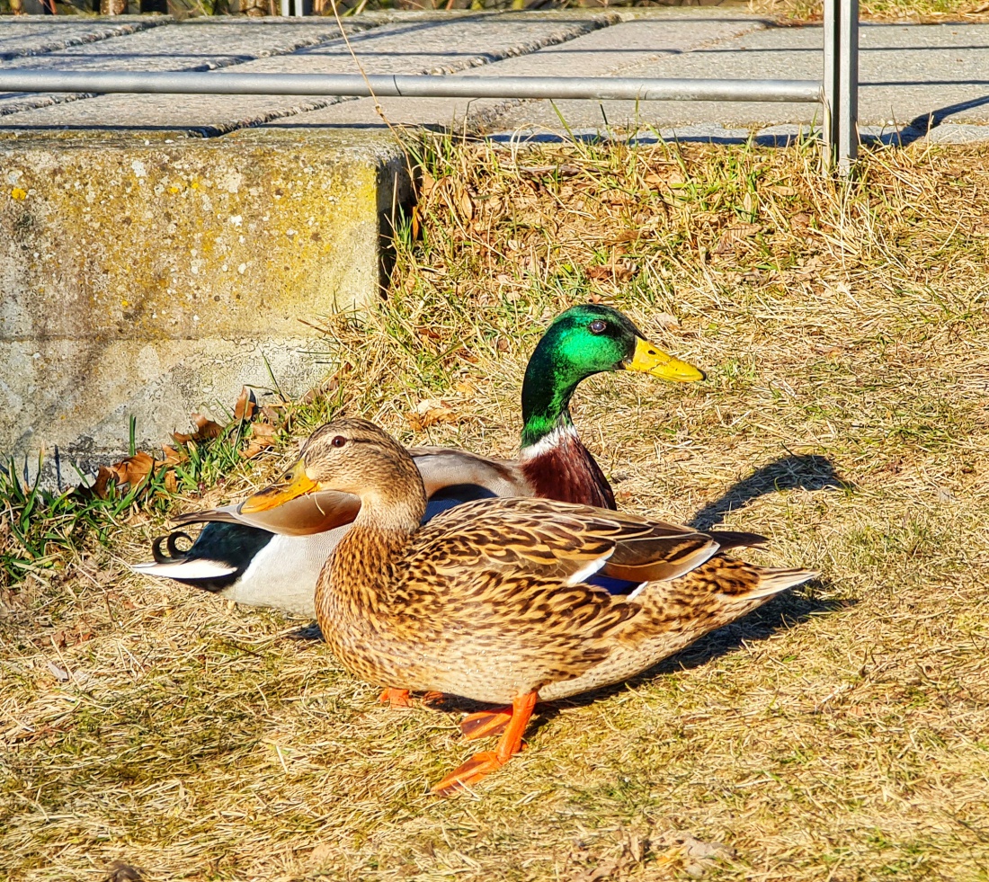 Foto: Jennifer Müller - Herr und Frau Ente beim Sonnenbad an der Seeleite in Kemnath.  