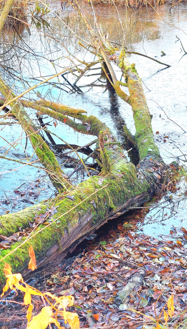 Foto: Martin Zehrer - Fast wie im Urwald... umgefallener Baum am Rußweiher.  