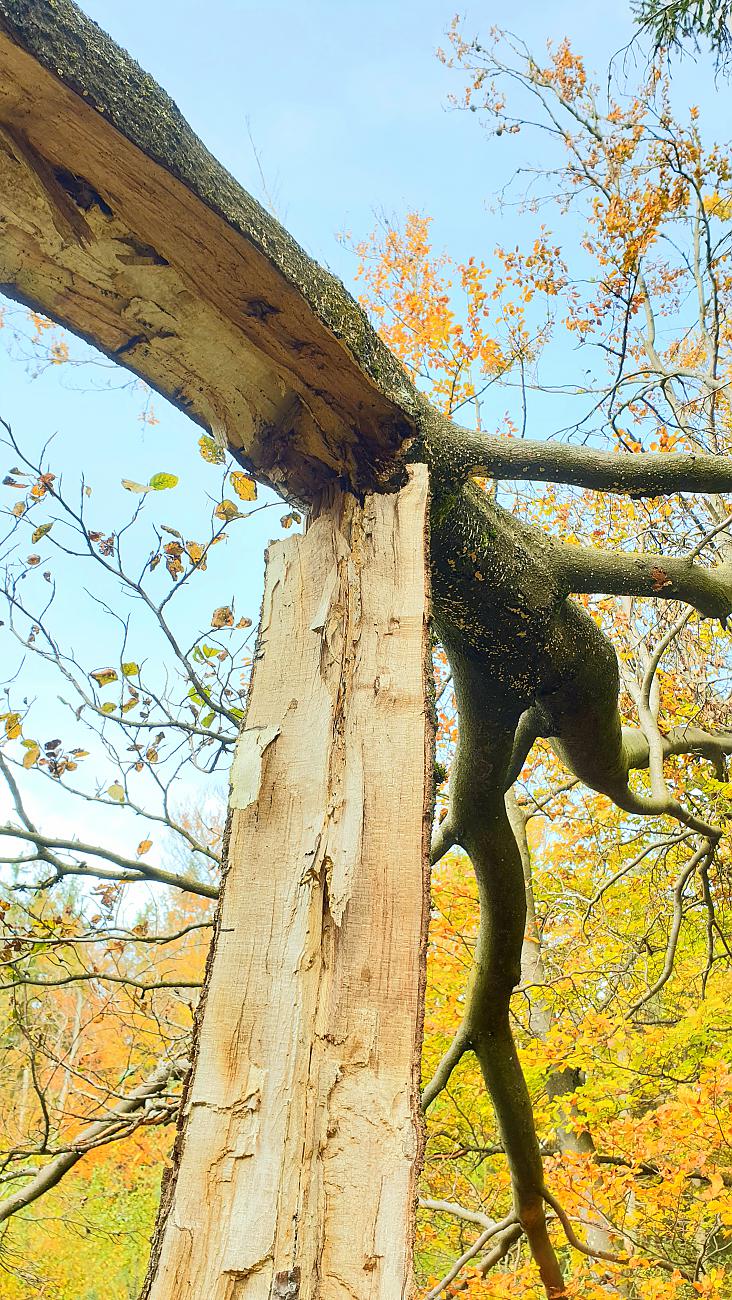 Foto: Martin Zehrer - Baum-Ballett... Bruch am Stamm... 