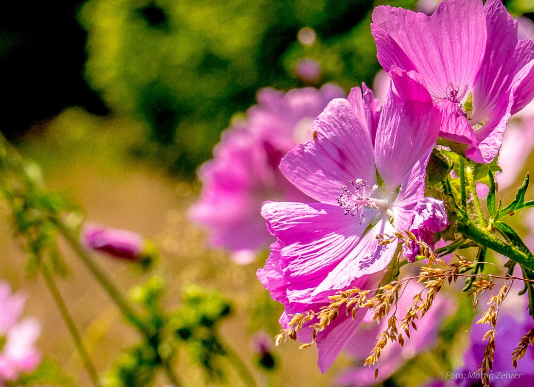 Foto: Martin Zehrer - Blumen auf dem Armesberg. Gesehen am 5. Juli 2015... es ist ein gigantischer Sommertag! 