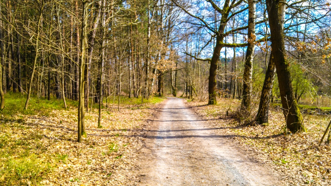 Foto: Martin Zehrer - Durch ein kleines Stückchen Wald, das zwischen Kemnath und Neusteinreuth liegt...<br />
<br />
Wandern von Kemnath zum Armesberg ins Mesnerhaus... Brotzeit machen :-) 