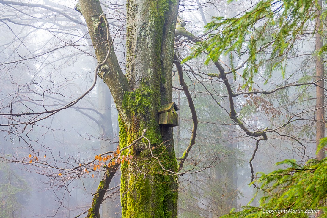 Foto: Martin Zehrer - Vogelhäuschen im Nebelwald an der Kösseine 