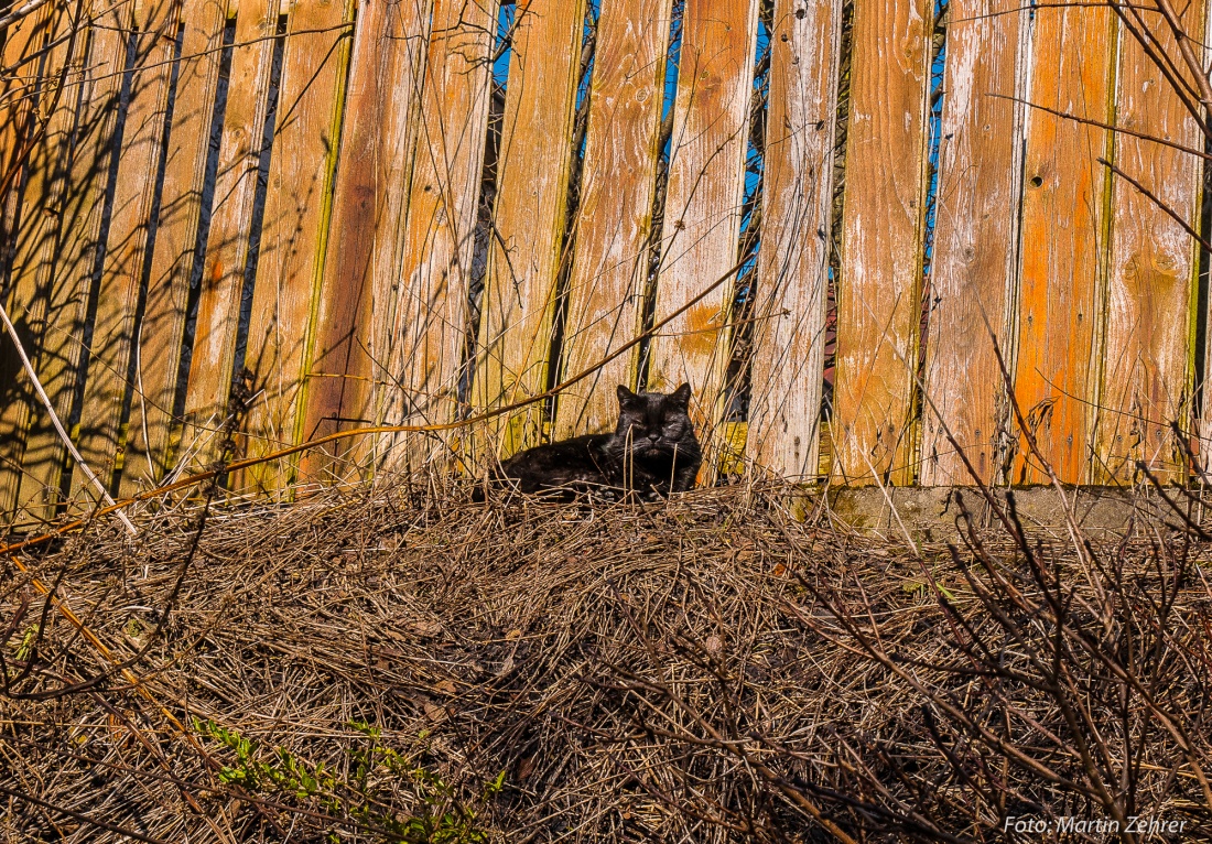 Foto: Martin Zehrer - Als ich begann, den Ort Waldeck mit der Kamera zu erkunden, traf ich auf diese schwarze Katze...<br />
Jetzt, ca. eine halbe Stunde später beobachtete sie mich noch immer... 