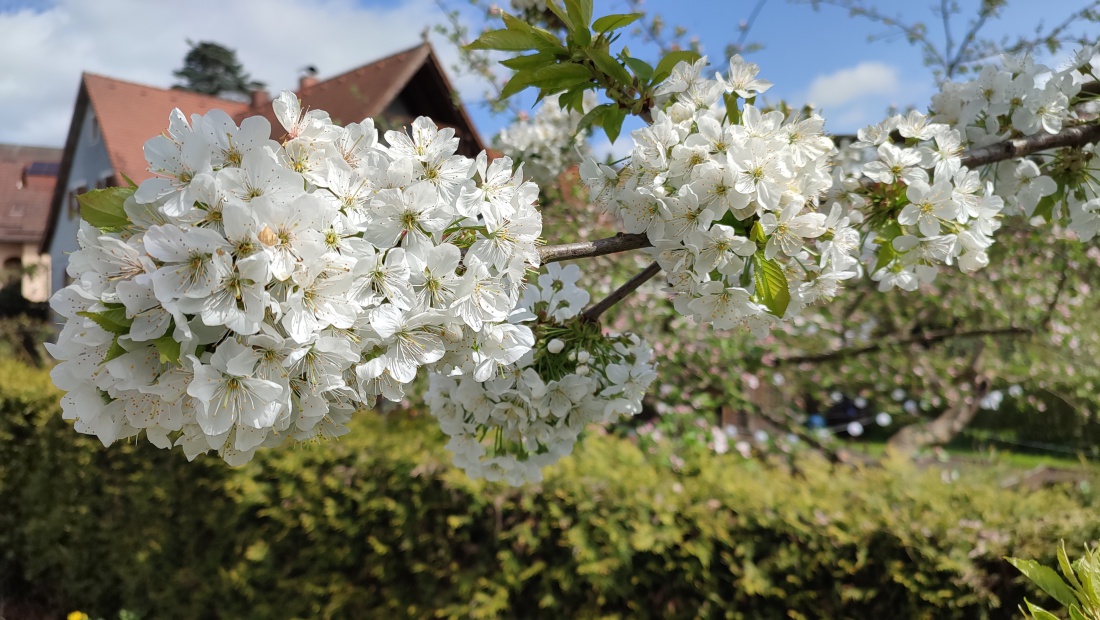 Foto: Stefan Heining - Mehr Kirschblüten gehen nicht! 