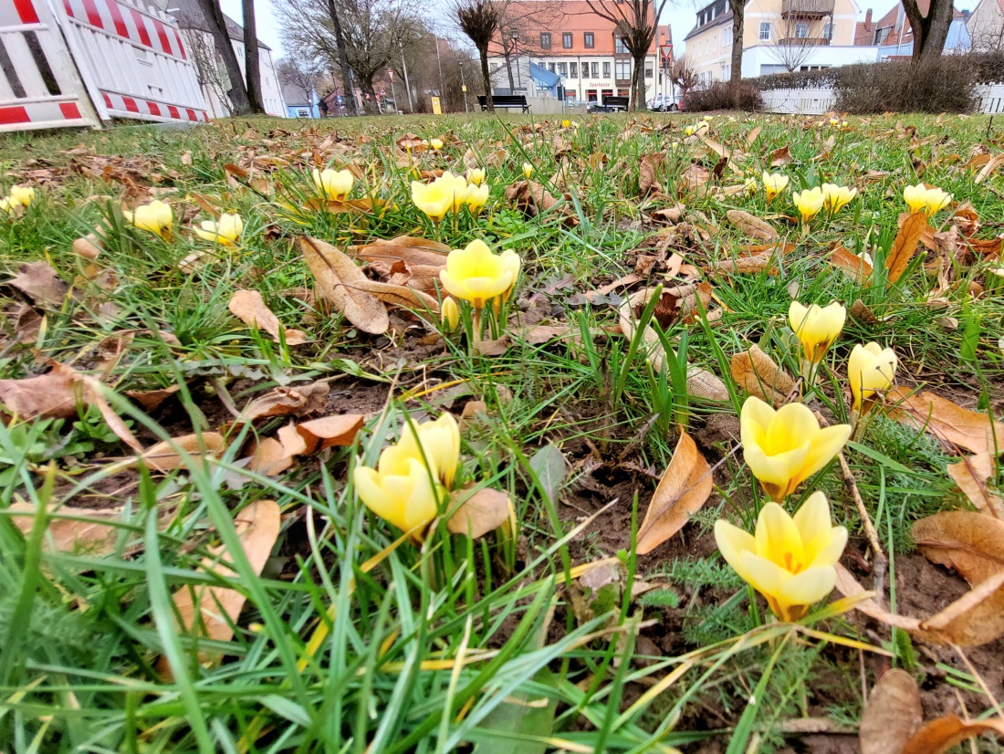 Foto: Martin Zehrer - Es geht los, der wunderschöne Frühling kriecht aus dem Boden. 