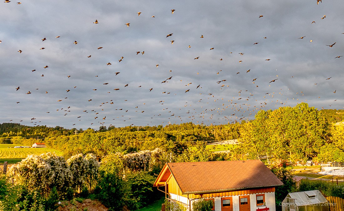 Foto: Martin Zehrer - Invasion der Vögel in Zinst...  