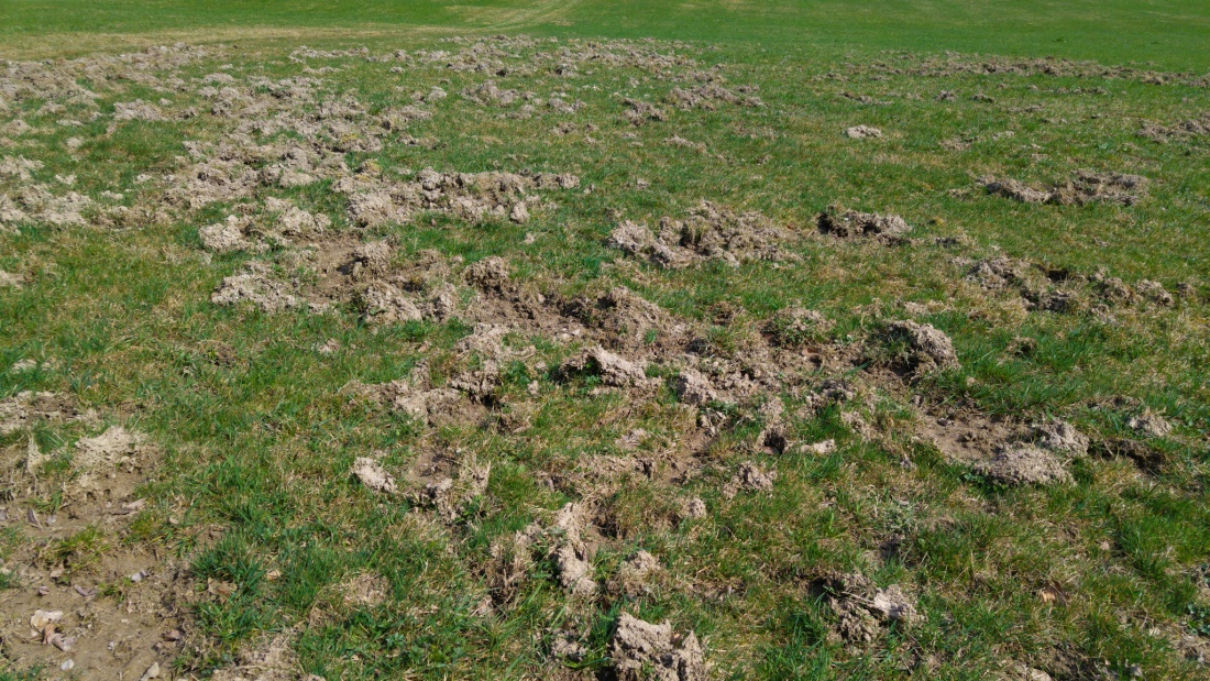 Foto: Martin Zehrer - Hier waren Wildschweine am Werk... Gesehen wärend der Wanderung von Kemnath zum Armesberg 