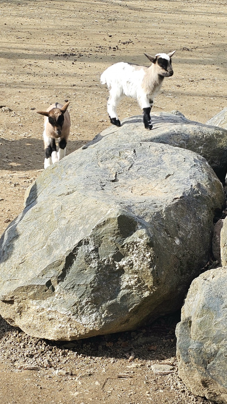 Lustige Ziegen-Kinder, zu sehen und zum streicheln im Zoo, in Hof.